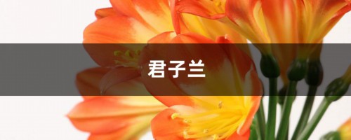 君子兰“夹箭”不要怕，做好这几点，花开的硬挺叶子还油绿！