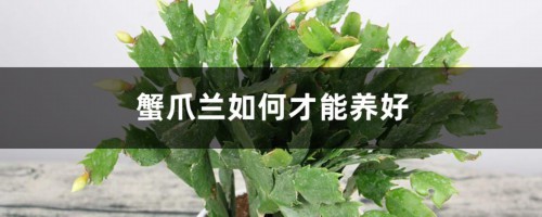 蟹爪兰如何才能养好，如何给蟹爪兰搭架