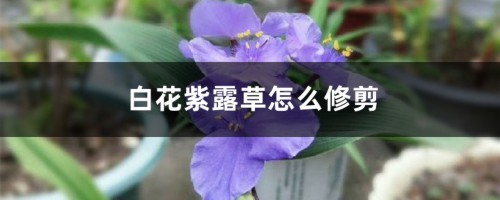 白花紫露草怎么修剪