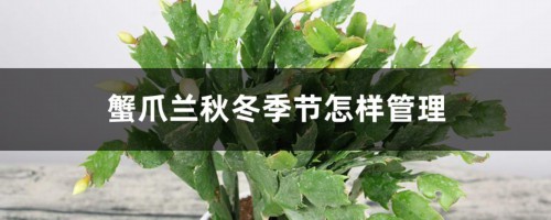 蟹爪兰秋冬季节怎样管理，秋冬季能扦插吗