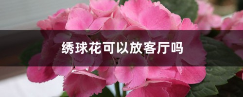 绣球花可以放客厅吗，通过空气有毒吗