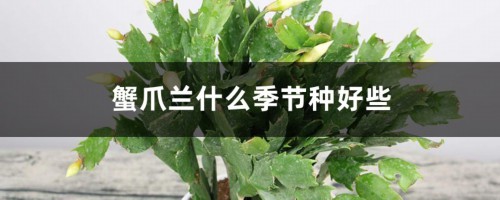 蟹爪兰什么季节种好些