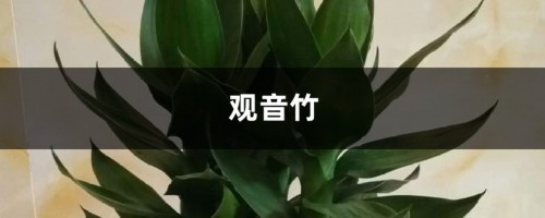 观音竹怎么水培，掌握养护要点就可长得很好