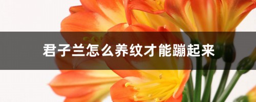 君子兰怎么养纹才能蹦起来