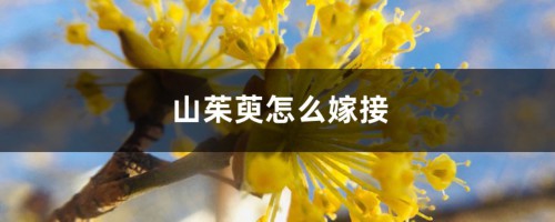 山茱萸怎么嫁接